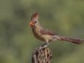 Northern Cardinal - De Anza Trail--Elephant Head Rd,  Pima County,  Arizona, June 5, 2018