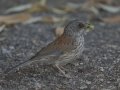 Yellow-eyed Junco - Barfoot Park, Cochise County, Arizona, June 13, 2018