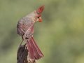 Northern Cardinal - De Anza Trail--Elephant Head Rd,  Pima County,  Arizona, June 5, 2018