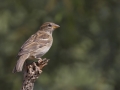 House Sparrow -  Barfoot Park, Cochise County, Arizona, June 13, 2018