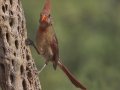 Northern Cardinal - De Anza Trail--Elephant Head Rd. Pima County, Arizona, June 5, 2018