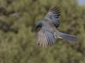 Mexican Jay - Madera Canyon--Proctor Rd, Pima County, AZ, June 6, 2018