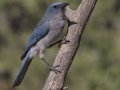 Mexican Jay - Madera Canyon--Proctor Rd, Pima County, AZ, June 6, 2018