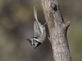 Bridled Titmouse - Madera Canyon--Proctor Rd, Pima County, AZ, June 6, 2018