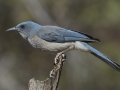 Mexican Jay - Madera Canyon--Proctor Rd, Pima County, AZ, June 6, 2018