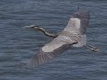 Great Blue Heron  - Lake Patagonia