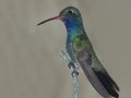 Broad-billed Hummingbird - Paton Center for Hummingbirds, Santa Cruz County, Arizona, June 9 2018