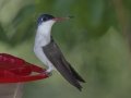 Violet-crowned Hummingbird - Paton Center for Hummingbirds, Santa Cruz County, Arizona, June 9 2018