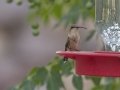 Lucifer Hummingbird - Ash Canyon Bird Sanctuary, Cochise County, Arizona, June 12, 2018