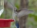 Blue-throated Mountain-gem, Cave Creek Canyon, Cochise County, Arizona, June 14, 2018- Portal