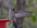 Blue-throated Mountain-gem, Cave Creek Canyon, Cochise County, Arizona, June 14, 2018 Portal
