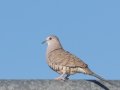 Inca Dove - West Hazen Road, Buckeye, AZ