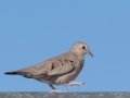 Common Ground Dove  -West Hazen Road, Buckeye, AZ