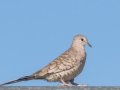 Inca Dove  -West Hazen Road, Buckeye, AZ