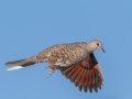 Inca Dove  -West Hazen Road, Buckeye, AZ