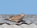Ruddy Ground Dove - Female  -West Hazen Road, Buckeye, AZ
