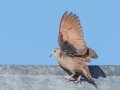 Ruddy Ground Dove - Male  -West Hazen Road, Buckeye, AZ