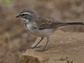 Black-throated Sparrow  -Amado WTP. Pima County, Arizona, June 5, 2018