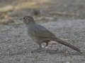 Canyon Towhee - De Anza Trail--Elephant Head Rd,  Pima County,  Arizona, June 5, 2018