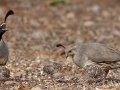 Gambel's Quail - De Anza Trail--Elephant Head Rd,  Pima County,  Arizona, June 5, 2018
