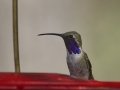 Lucifer Hummingbird - Ash Canyon Bird Sanctuary, Cochise County, Arizona, June 12, 2018