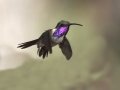 Lucifer Hummingbird - Ash Canyon Bird Sanctuary, Cochise County, Arizona, June 12, 2018