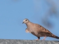 Ruddy Ground Dove - Male  -West Hazen Road, Buckeye, AZ