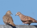 Ruddy Ground Doves - Female and Male -  West Hazen Road, Buckeye, AZ