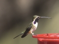 Lucifer Hummingbird - Ash Canyon Bird Sanctuary, Cochise County, Arizona, June 12, 2018
