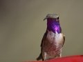 Lucifer Hummingbird - Ash Canyon Bird Sanctuary, Cochise County, Arizona, June 12, 2018