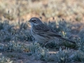 Sagebrush Sparrow - West Salome Hwy & Baseline Road, Tonopah, AZ