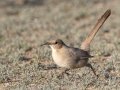 LeConte's Thrasher - West Salome Hwy & Baseline Road, Tonopah, AZ