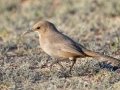 LeConte's Thrasher - West Salome Hwy & Baseline Road, Tonopah, AZ