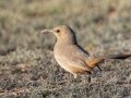 LeConte's Thrasher -West Salome Hwy & Baseline Road, Tonopah, AZ