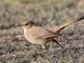 LeConte's Thrasher - West Salome Hwy & Baseline Road, Tonopah, AZ