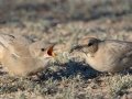 LeConte's Thrasher Feeding Juvenile - West Salome Hwy & Baseline Road, Tonopah, AZ