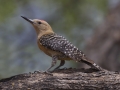 Gila Woodpecker  - De Anza Trail--Elephant Head Rd,  Pima County,  Arizona, June 5, 2018