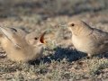 LeConte's Thrasher Feeding Juvenile - West Salome Hwy & Baseline Road, Tonopah, AZ