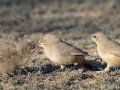 LeConte's Thrasher Feeding Juvenile - West Salome Hwy & Baseline Road, Tonopah, AZ