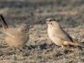 LeConte's Thrashers -West Salome Hwy & Baseline Road, Tonopah, AZ
