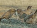 LeConte's Thrashers with Lizard - West Salome Hwy & Baseline Road, Tonopah, AZ