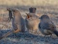 LeConte's Thrashers with Lizard - West Salome Hwy & Baseline Road, Tonopah, AZ