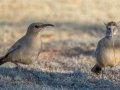 LeConte's Thrashers - Juvenile Eating a Lizard - West Salome Hwy & Baseline Road, Tonopah, AZ