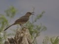Curve-billed Thrasher - De Anza Trail--Elephant Head Rd,  Pima County,  Arizona, June 5, 2018