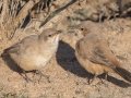 Le'Conte's Thrasher attempting to pull and steal a lizard from sibling's mouth - West Salome Hwy & Baseline Road, Tonopah, AZ
