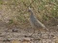 Scaled Quail - Rodeo, New Mexico (at Arizona state line)