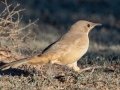 LeConte's Thrasher - Juvenile - West Salome Hwy & Baseline Road, Tonopah, AZ