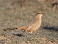 LeConte's Thrasher - West Salome Hwy & Baseline Road, Tonopah, AZ