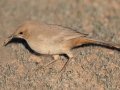 LeConte's Thrasher - West Salome Hwy & Baseline Road, Tonopah, AZ