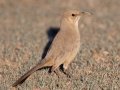 LeConte's Thrasher - West Salome Hwy & Baseline Road, Tonopah, AZ